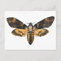 Carte postale Tête de Mort