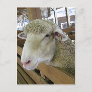 Carte Postale Tête de mouton