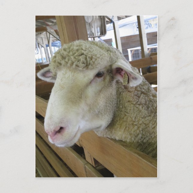 Carte Postale Tête de mouton (Devant)