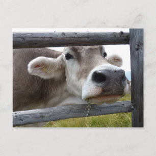 Carte Postale Tête de poing de vache tyrolienne à travers la clô