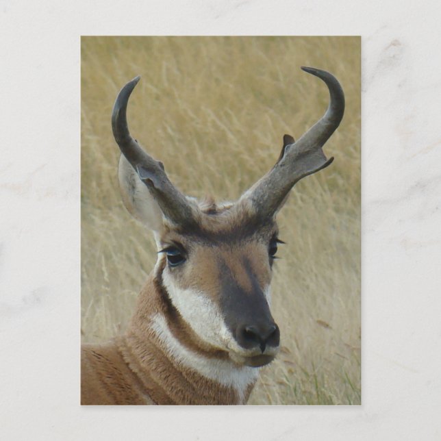 Carte Postale Tête de Pronghorn Antilope A21 (Devant)