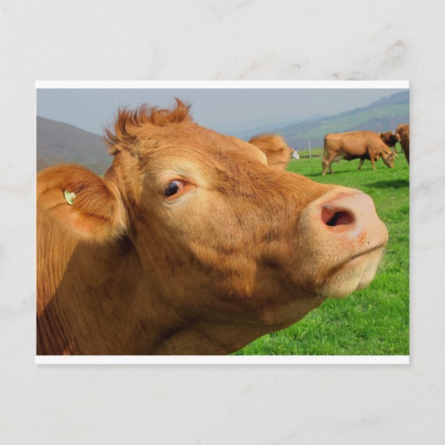 CARTE POSTALE TÊTE DE VACHE (Devant)
