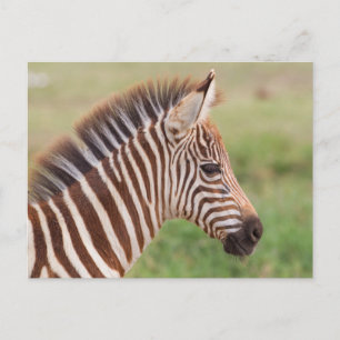 Carte Postale Tête de zèbre bébé, Tanzanie