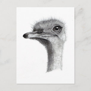 CARTE POSTALE TÊTE D'OSTRICH À PENCIL : ART : RÉALISME