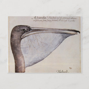 Carte Postale Tête d'un pélican Brown