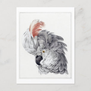 Carte Postale Tête d'une Vintage d'illustration de Cockatoo blan