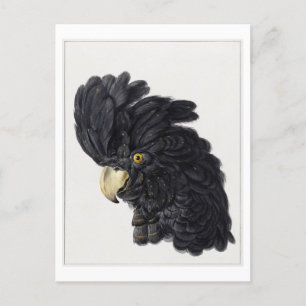 Carte Postale Tête d'une Vintage d'illustration de Cockatoo noir