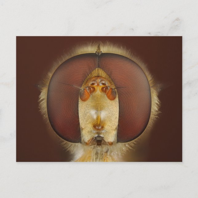 Carte Postale Tête et yeux composés d'une mouche (Devant)