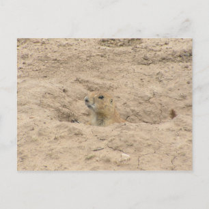 Carte Postale Tête Hors De Burrow