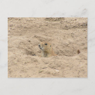 Carte Postale Tête Hors De Burrow