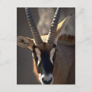 Carte Postale Tête Roan Antelope