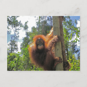 Carte Postale Tête rouge en Indonésie