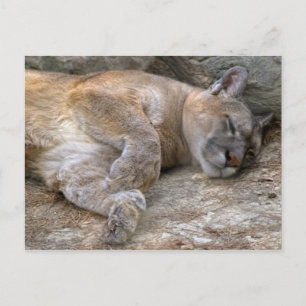 Carte Postale Tête somnolente
