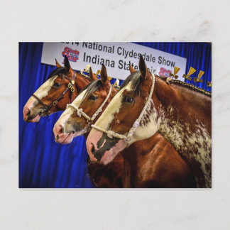 Carte Postale Têtes du cheval de fer 3