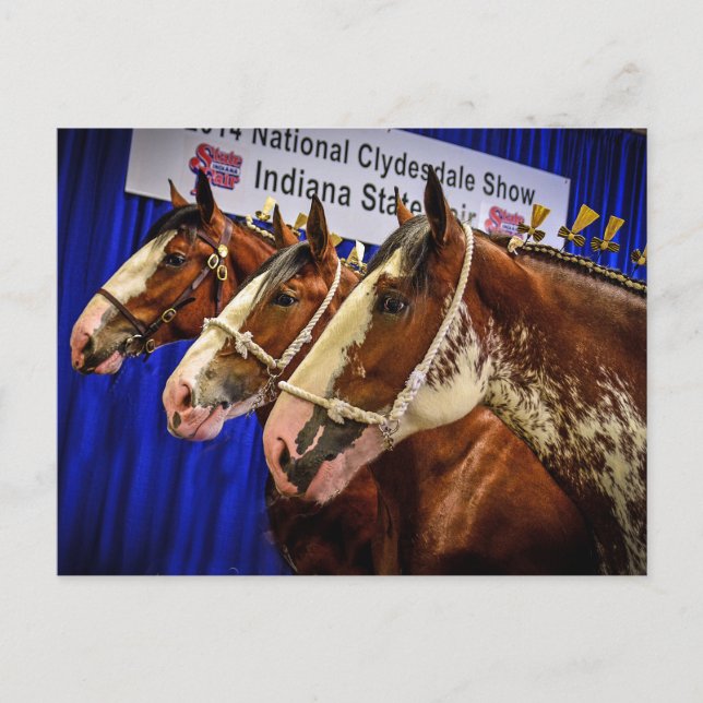 Carte Postale Têtes du cheval de fer 3 (Devant)