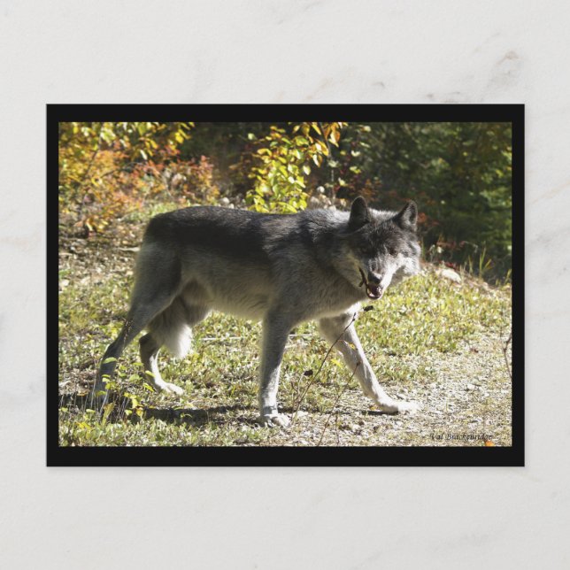 Carte postale "Tething" (Devant)