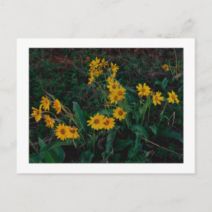 Carte Postale "Teton Balsamroot"