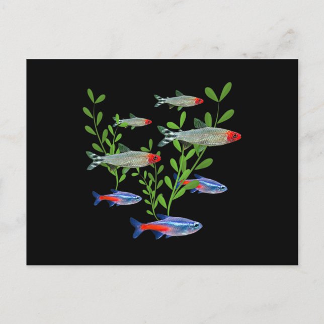 Carte Postale Tetras Aquarium Neon Tetras Rummy Nez Tetras Poiss (Devant)