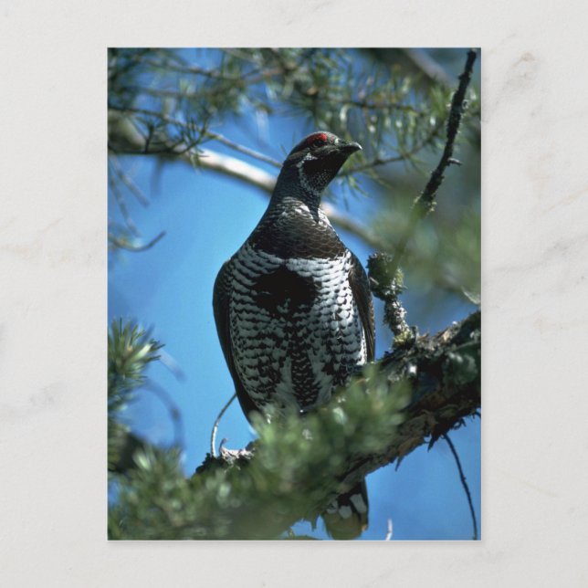Carte Postale tétras de l'épinette, mâle (Devant)