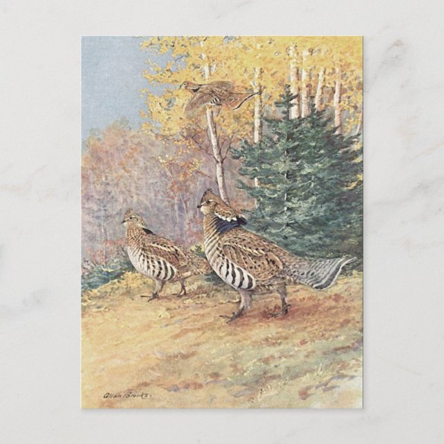 Carte Postale Tétras des bois (Devant)