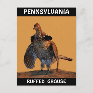 Carte Postale Tétras (Pennsylvanie)