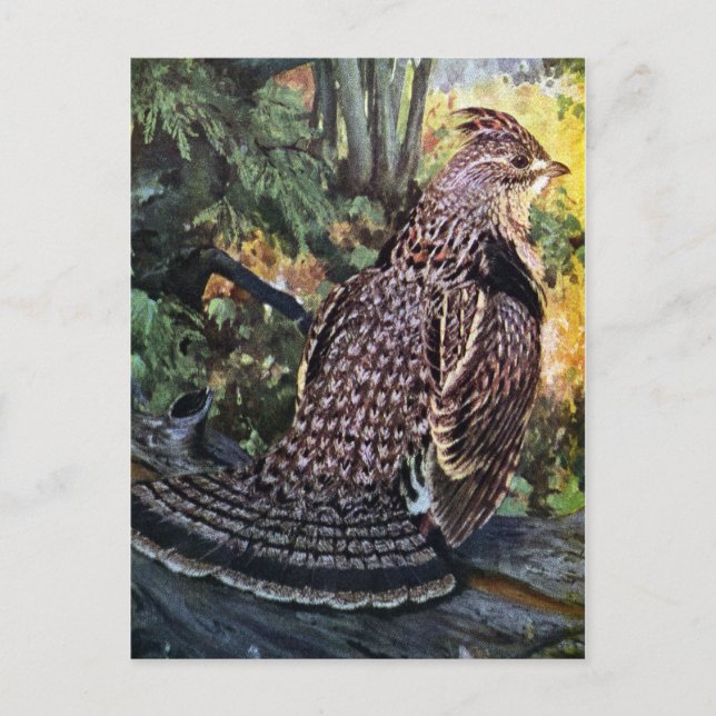 Carte Postale Tétras rouffés dans la forêt (Devant)