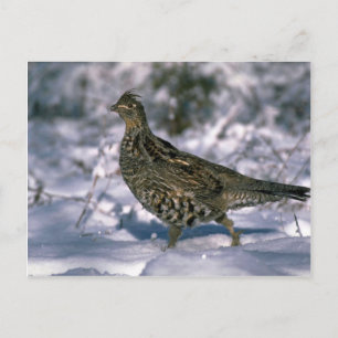 Carte Postale Tétras rouillé debout dans des bois enneigés