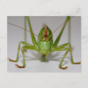 Carte Postale Tettigonia viridissima