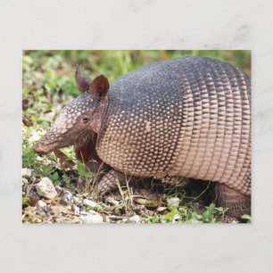 Carte postale Texas Armadillo #3