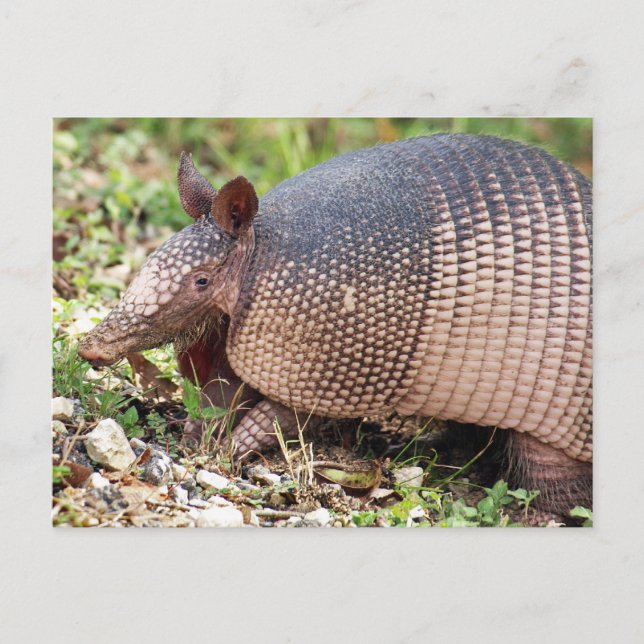 Carte postale Texas Armadillo #3 (Devant)