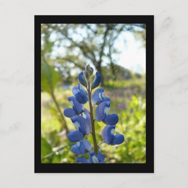 Carte postale Texas Blue Bonnet (Devant)