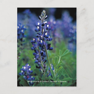 Carte postale / Texas Bluebonnet