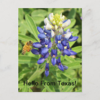 Carte postale Texas Bluebonnet