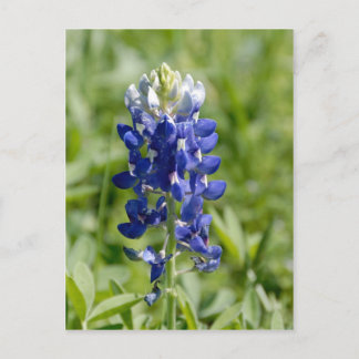Carte postale Texas Bluebonnet Flower