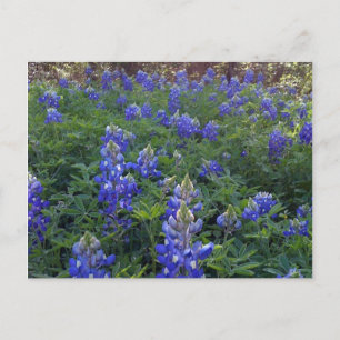 CARTE POSTALE TEXAS BLUEBONNETS
