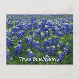 Carte Postale Texas Bluebonnets Field Photo