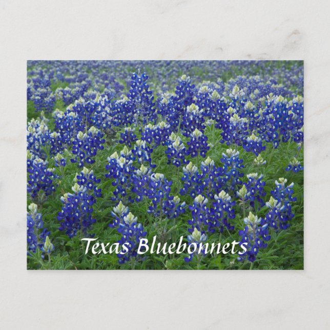 Carte Postale Texas Bluebonnets Field Photo (Devant)