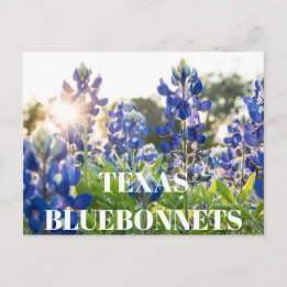 Carte Postale Texas Bluebonnets Fleur Fleur sauvage Bleu Floral