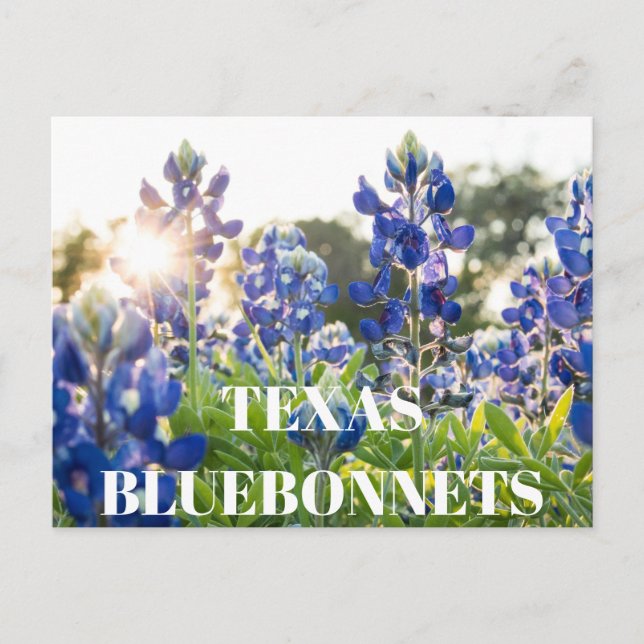 Carte Postale Texas Bluebonnets Fleur Fleur sauvage Bleu Floral (Devant)