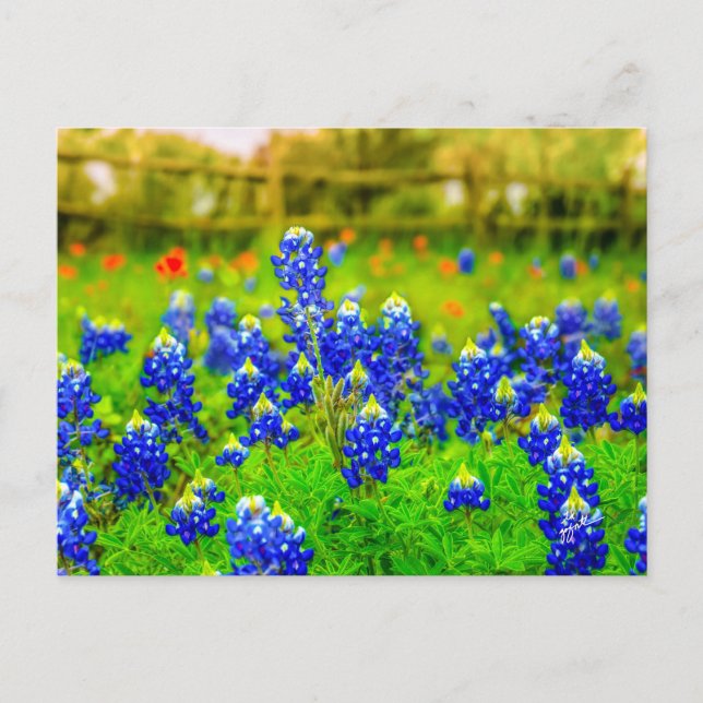 Carte Postale Texas Bluebonnets Indian Paintbrush Floral (Devant)