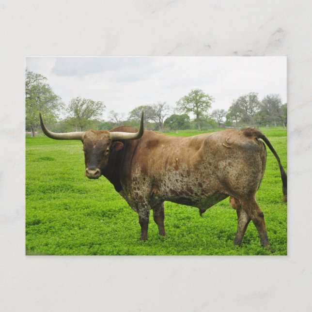 Carte Postale Texas Burn Orange Longhorn Steer (Devant)