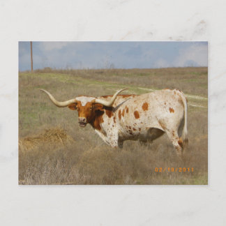 Carte Postale Texas Long Horn Postcard