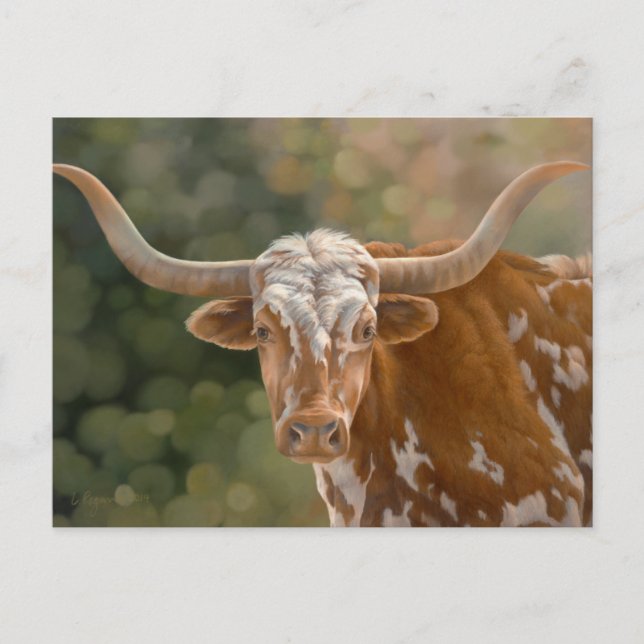 Carte Postale Texas Longhorn (Devant)