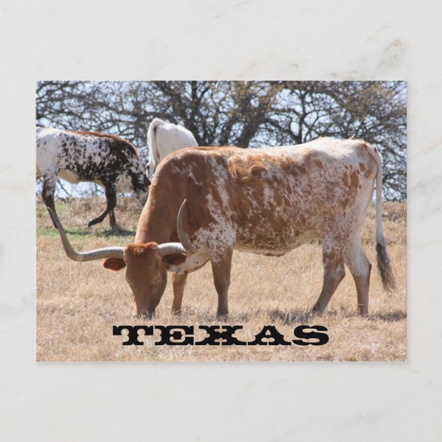 Carte postale Texas Longhorn (Devant)