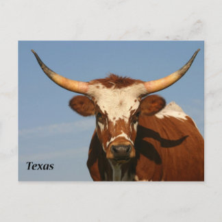 Carte Postale Texas Longhorn