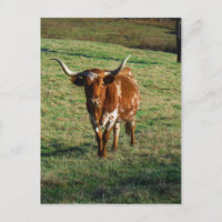 Texas Longhorn Cattle Cow Photo Russe