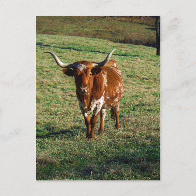 Carte Postale Texas Longhorn Cattle Cow Photo Russe (Devant)