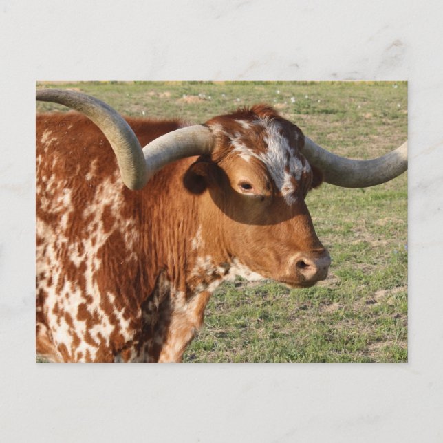 Carte Postale Texas Longhorn Closeup (Devant)