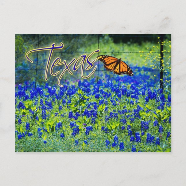 Carte Postale Texas State Flower - Bluebonnets (Devant)