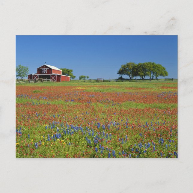 Carte Postale Texas, Texas Hill Country, Texas pinceau (Devant)
